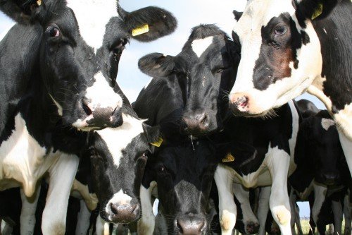 Голштинська порода корів: опис, характеристика