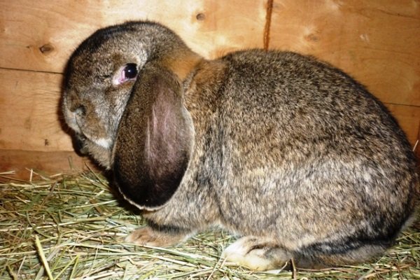 Особливості вирощування та гідності кролика Баран