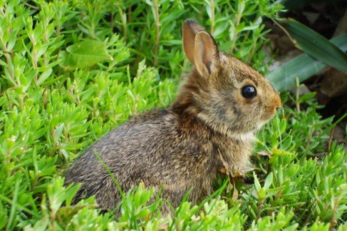 Хвороби кроликів: симптоми, лікування