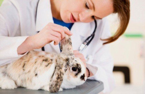 Геморагічна хвороба кроликів: симптоми, лікування
