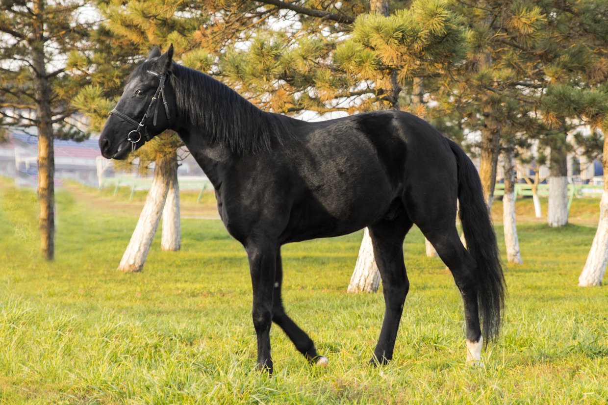 Опис і гідності Карачаевской породи коней