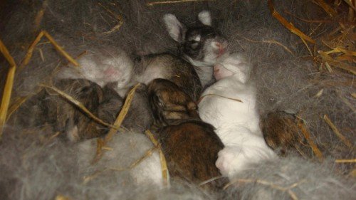 Кролики мясних порід: догляд, вирощування на мясо