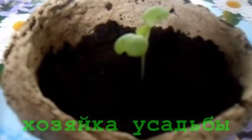 Як садити пекінську капусту на розсаду.