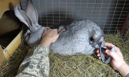 Ефективність вакцини для кроликів від міксоматозу і вгхк