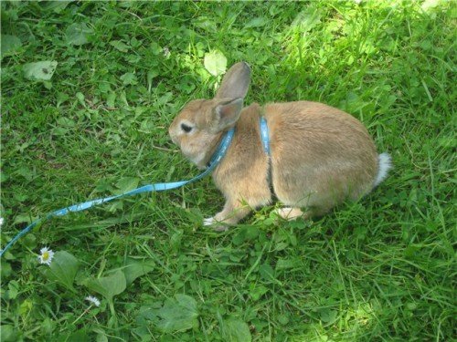 Скільки років живуть карликові кролики в домашніх умовах