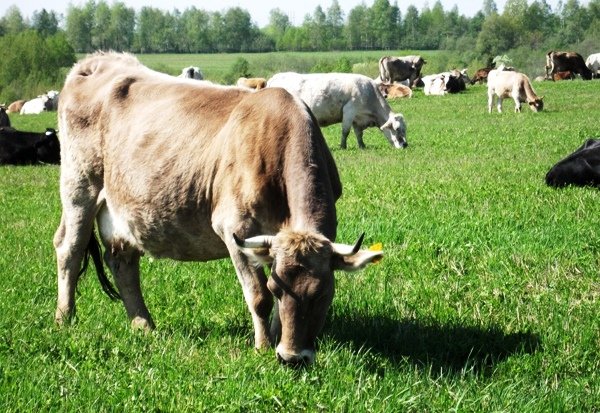 Костромська порода корів   достоїнства і опис з фото