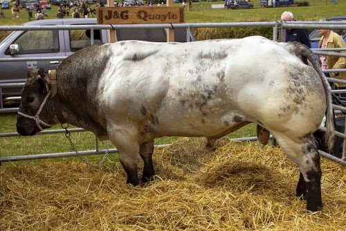 Парування (злучка) корів і биків: фото, відео