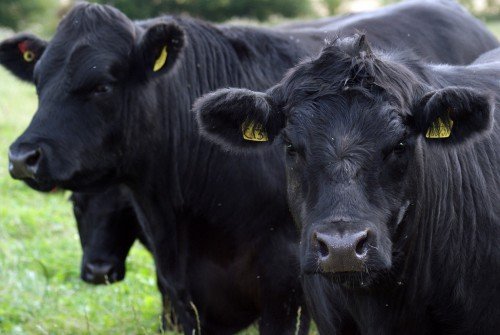 Абердін ангуська порода корів і биків: фото, опис