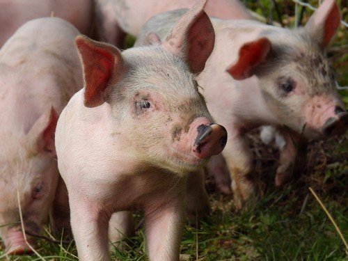 Комбикорм или собственные смеси: чем лучше кормить свиней?