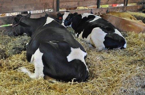 Ендометрит у корів: симптоми, лікування, профілактика, причини
