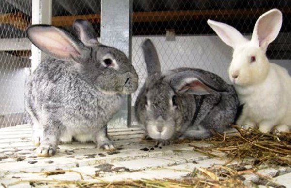 Пронос у кролика: що робити і як уникнути хвороби