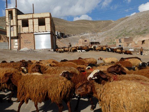 Опис породи Курдючних баранов: розведення, догляд