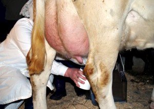 Як доїти корову ручним способом: технологія