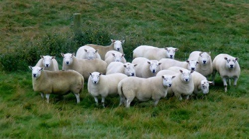 Вівці Тексель: опис породи, характеристики, особливості