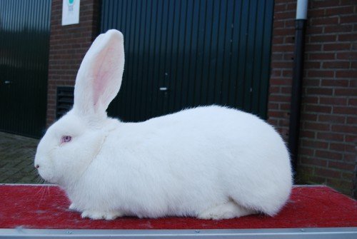 Кролики породи Велетень: опис, зміст