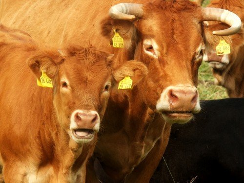Сухостійний період у корів і нетелів: годування