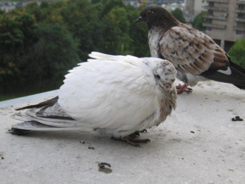 Віспа голубів: чим лікувати хворобу, симптоми
