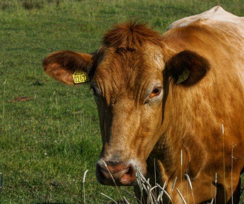 Кетоз у корів: симптоми, лікування препаратами, народними засобами