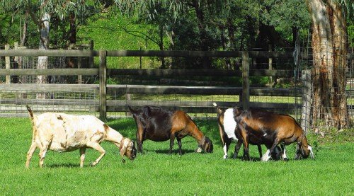 Вагітність кози: як визначити, час, ознаки