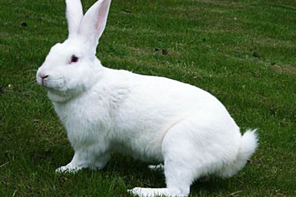 Кролики мясних порід: огляд найбільш популярних
