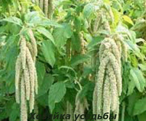 Амарант, вирощування з насіння в домашніх умовах.