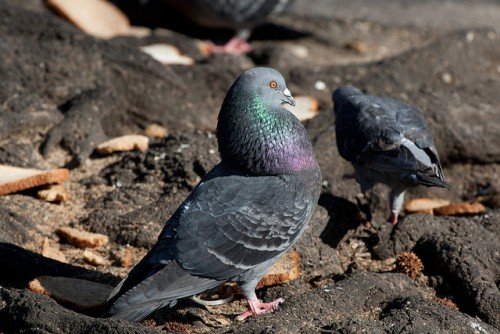 Що їдять голуби: правила годівлі, що можна їсти