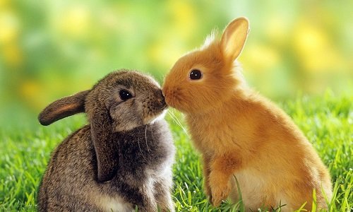 Якщо линяє кролик – що робити в даному випадку господарю тварини?
