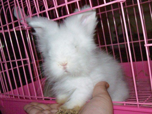 Ангорський кролик: годівля, догляд, розмноження