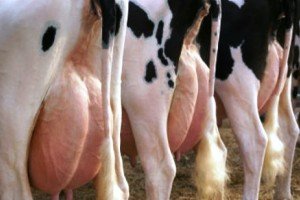 Лікування маститу у корів, визначення симптомів, виду