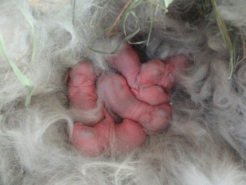 Пологи кролиці: злучка, вагітність, поява потомства