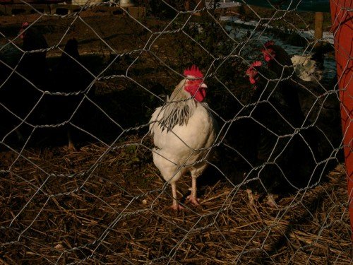 Кури клюють, їдять свої яйця: причина і що робити?