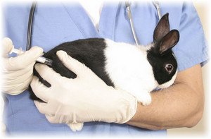 Міксоматоз у кроликів: симптоми, лікування, профілактика