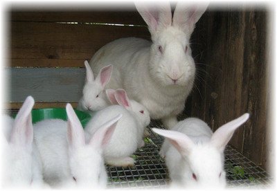 Кролик Білий Велетень: особливості породи, утримання і догляд.
