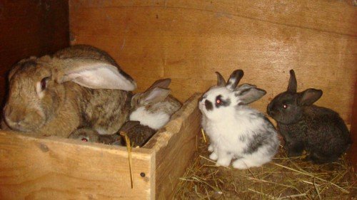 Чим годувати домашніх кроликів: що можна і не можна, види корму