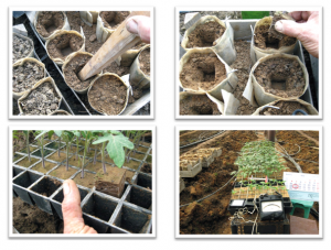 Посадка в теплиці з полікарбонату — вирощування овочів в поликарбонатном парнику