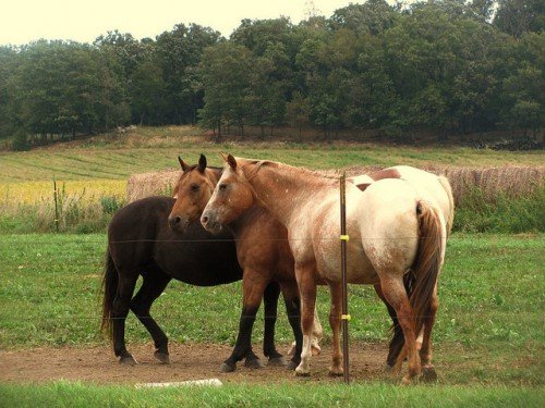 Чала масть коней: опис , фото