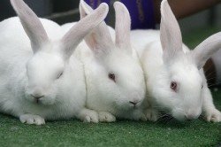 Опис породи і догляд за кроликами велетнями