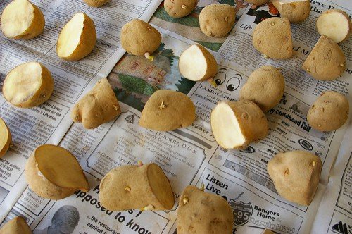 Посадка картоплі оченятами: секрети, основні прийоми