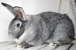 Яка найбільша порода кроликів і як за ними доглядати?