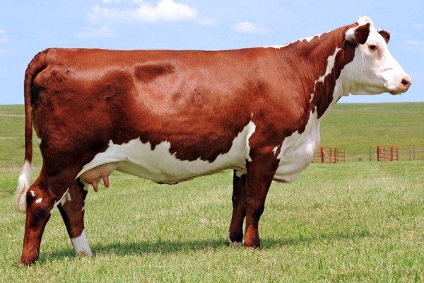 Як визначити приблизний вага корови без ваг
