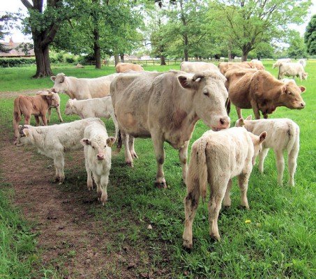 Порода корів Шароле: характеристика, фото, огляд