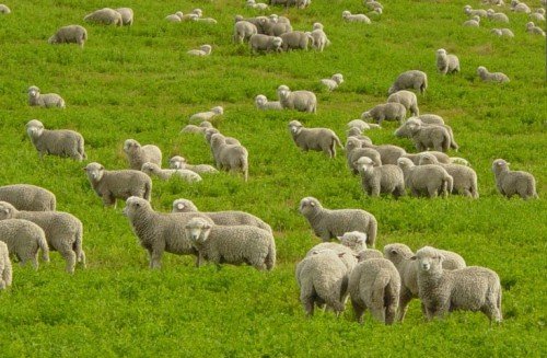 Ценуроз овець: лікування, профілактика, симптоми хвороби