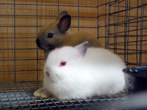 Породи кроликів: які бувають види, фото, повний опис
