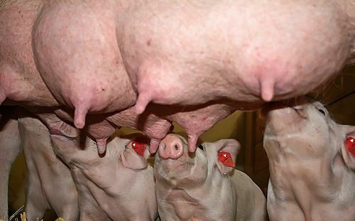 Злучка свиней в домашніх умовах: особливості, ознаки полювання