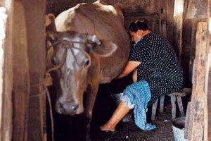 Лікування маститу у корів, визначення симптомів, виду