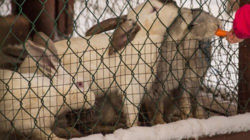 Зміст, годування кроликів взимку