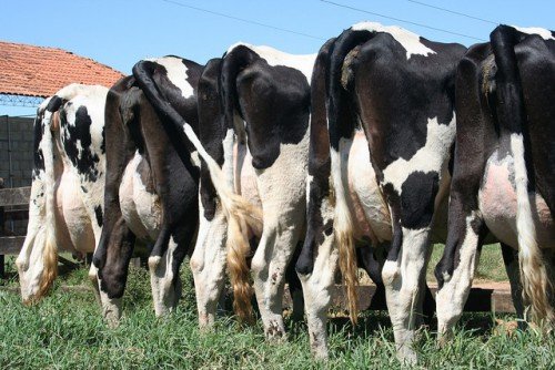 Мастит вимені у корів: причини, ознаки, лікування, профілактика
