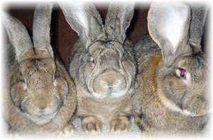 Кролі велетні: представники групи, опису породи