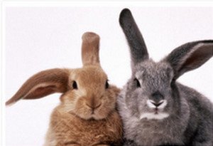 Як відрізнити зайця від кролиці в домашніх умовах?
