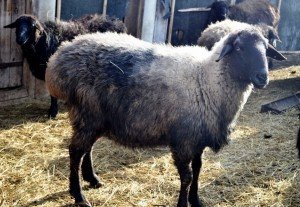 Опис Эдильбаевской породи овець та її продуктивність